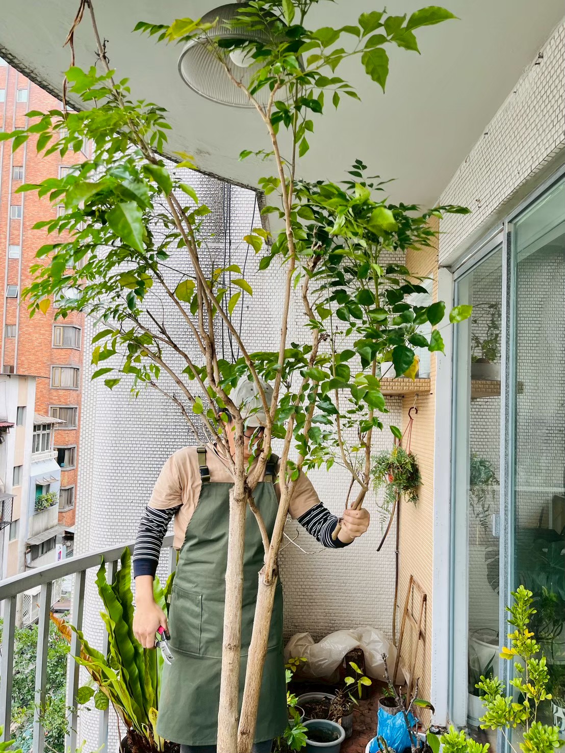 住宅植栽規劃現場診整