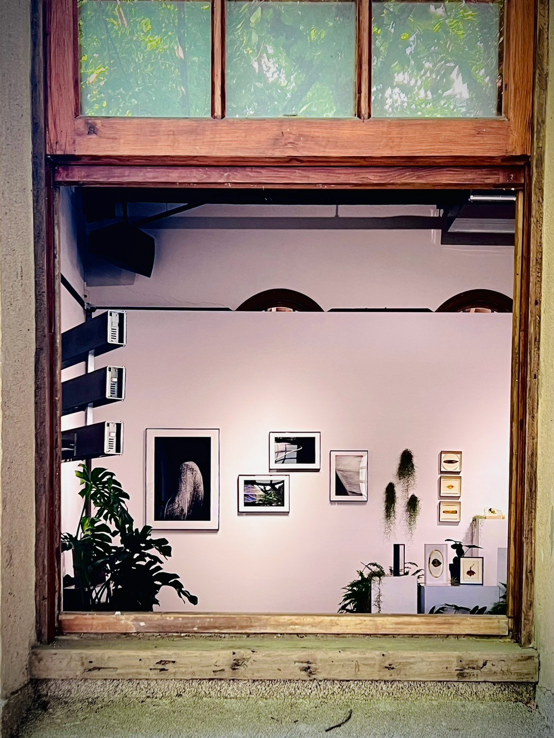 從窗口望進展場，看見植栽與作品的另一個角度