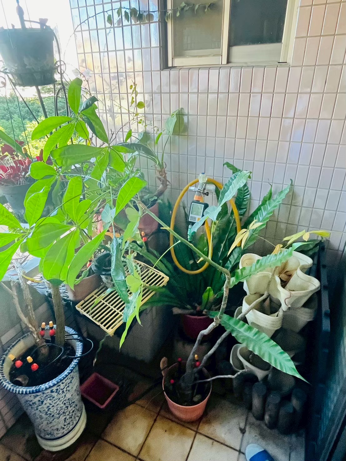 住宅植栽診整前