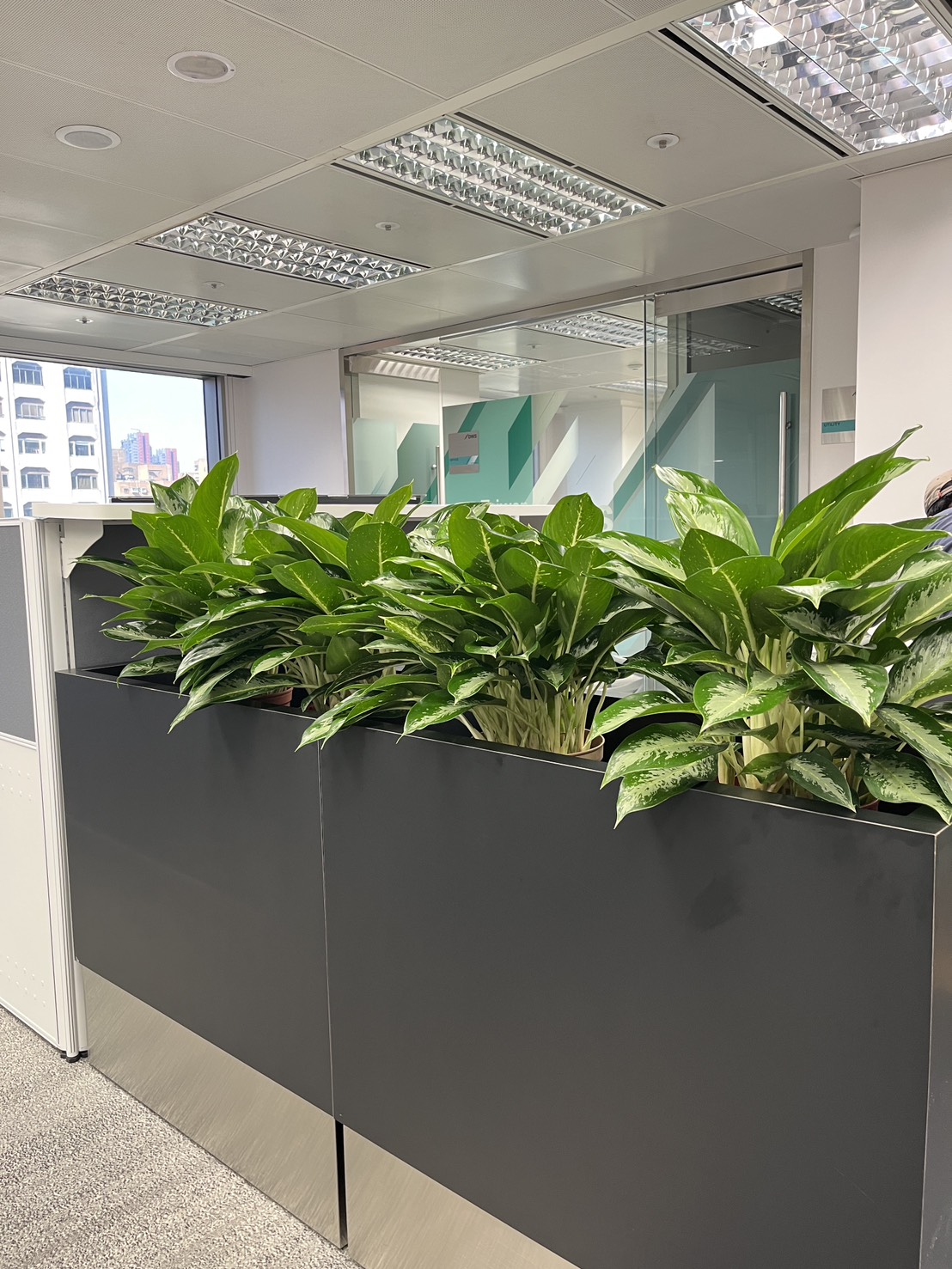 企業辦公室大型植栽花槽配置